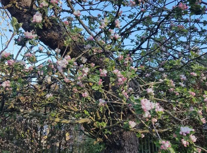 Apartamento Belka Am Rursee *